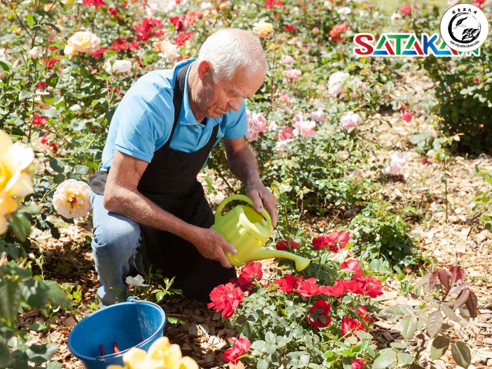 Kỹ thuật phun ướt đẫm hai mặt lá là chìa khóa để tiêu diệt nhện đỏ triệt để