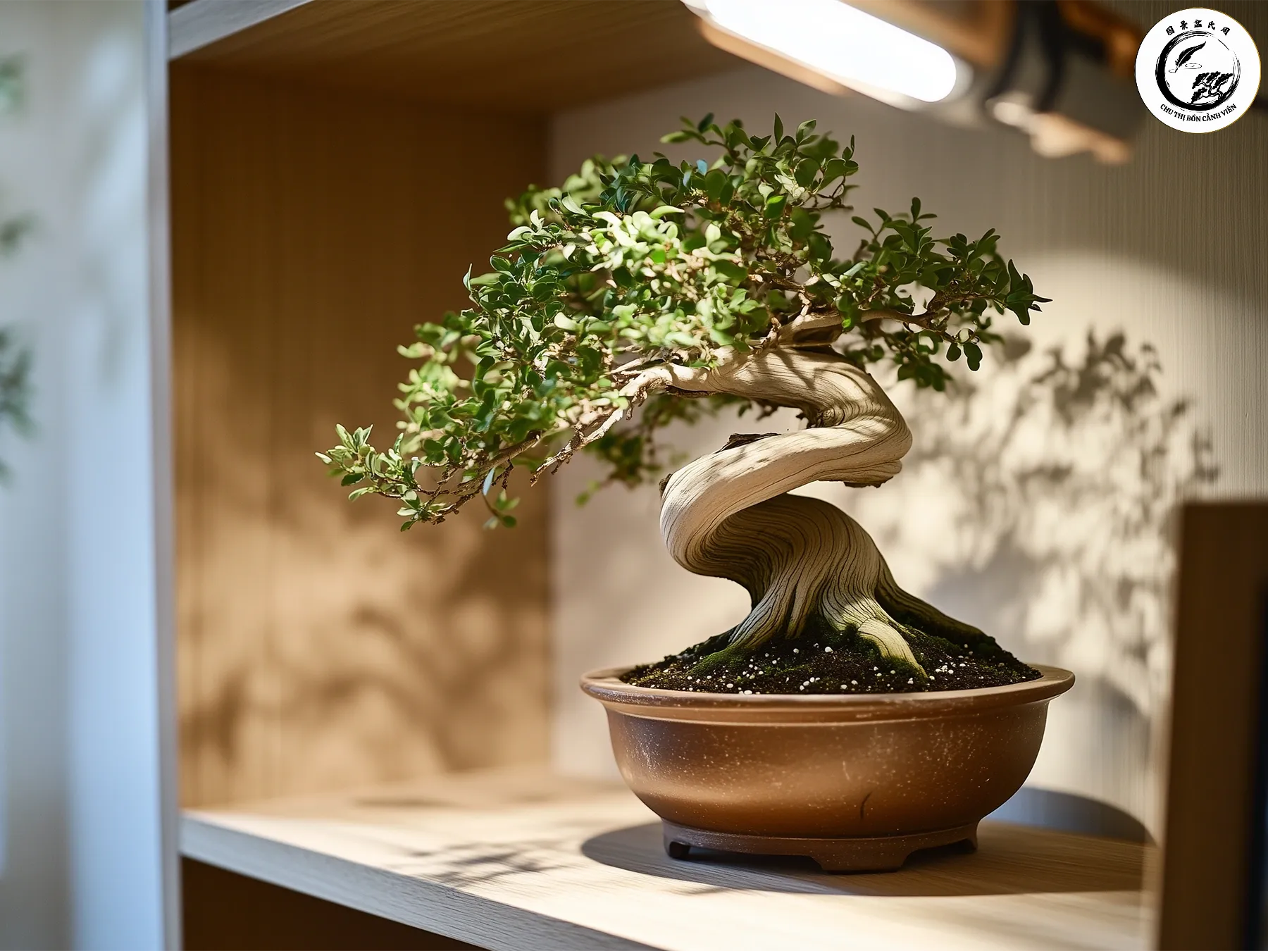 Sử dụng thiết bị hẹn giờ và điều chỉnh khoảng cách đèn hợp lý là chìa khóa thành công