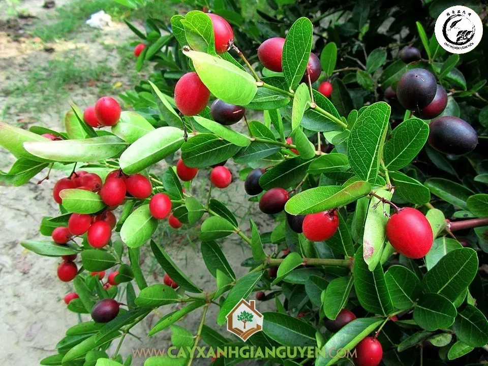 Sức sống mãnh liệt và vẻ đẹp rực rỡ của những chùm quả siro