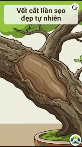 Các vết thương hở không được xử lý keo liền sẹo là cửa ngõ cho nấm bệnh xâm nhập