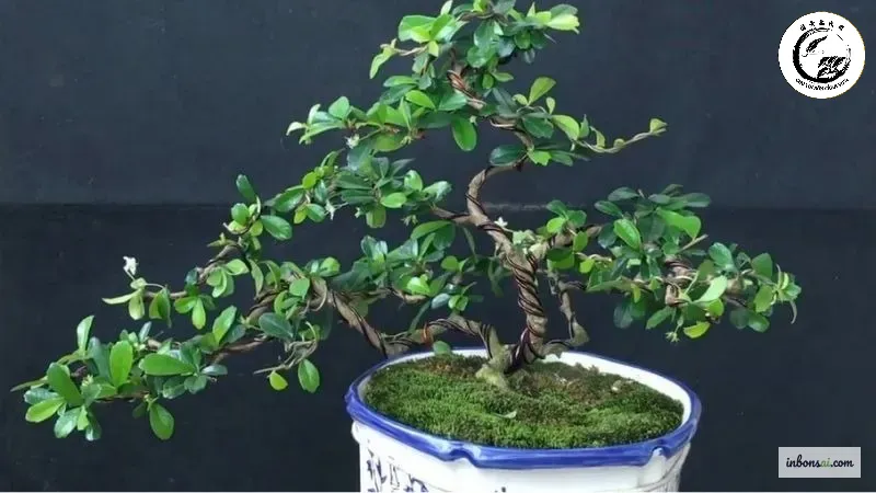 fukien-tea-bonsai-overview-1 Sự kết hợp tinh tế giữa lá xanh hoa trắng và quả đỏ tạo nên sức hút cho Trà Phúc Kiến