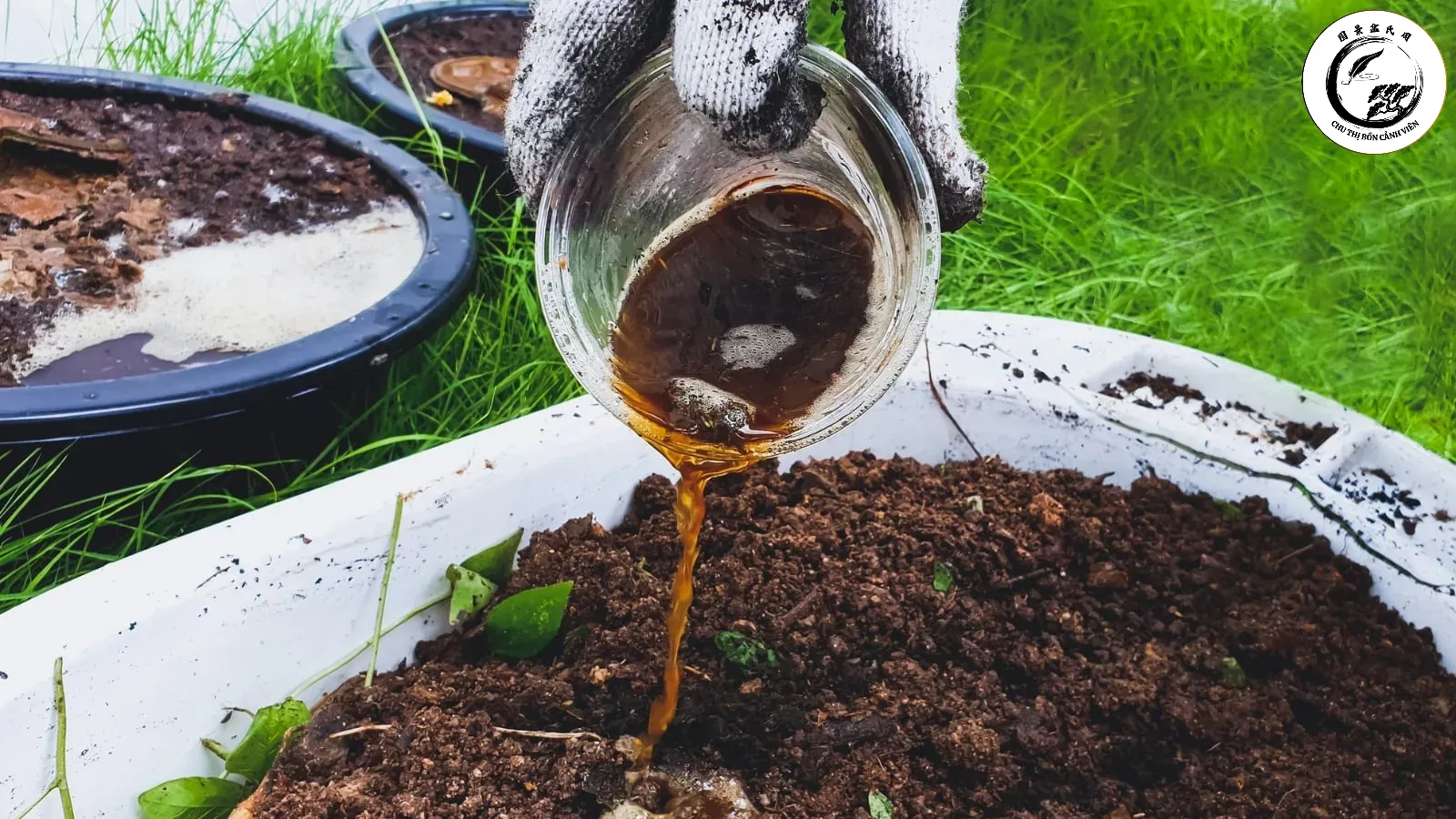 gardener-using-homemade-fertilizer-on-garden-plants Bón lót đúng cách tạo nền tảng dinh dưỡng vững chắc cho cây con