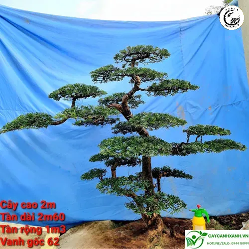 Sức sống mãnh liệt của tùng la hán thể hiện qua sắc xanh tươi tốt quanh năm