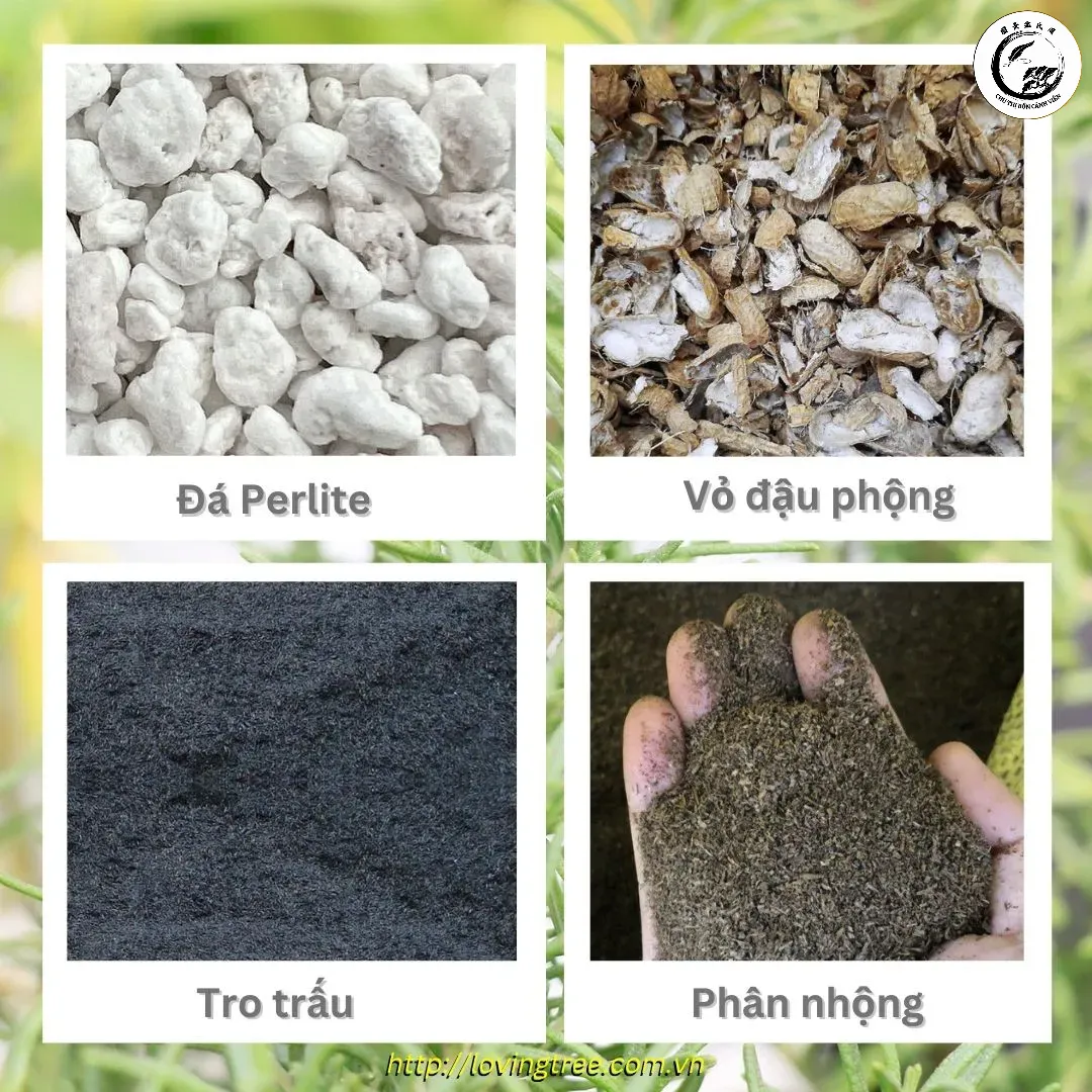 Hỗn hợp giá thể tơi xốp là chìa khóa để bộ rễ vạn lộc phát triển mạnh mẽ