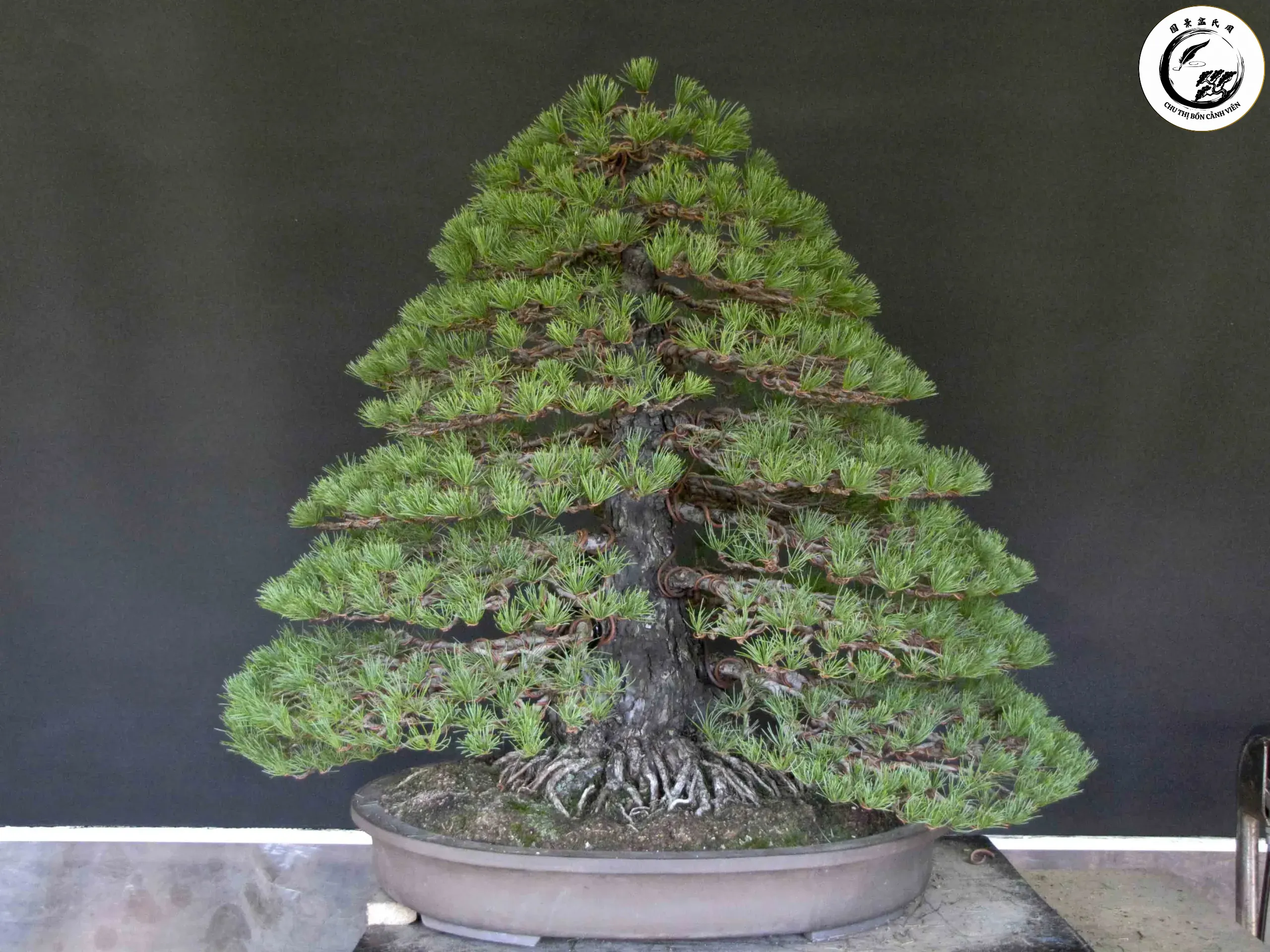 Vẻ đẹp thoát tục và đầy quyền uy của Bonsai phong cách chóp nón uy nghi