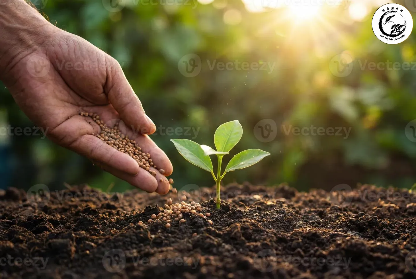 hand-applying-fertilizer-granules-to-a-small-green-seedling-in-rich-soil-for-growth-photo Bón phân viên nén hữu cơ cho cây là giải pháp canh tác hiện đại và bền vững