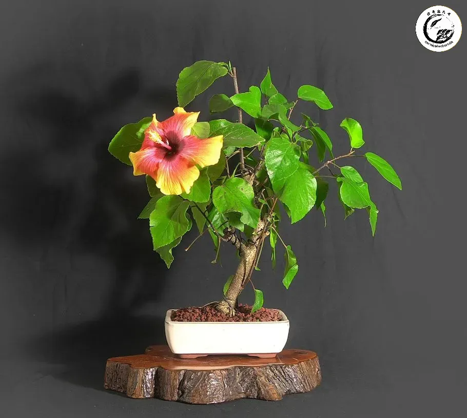 hibiscus-bonsai Không gian ban công tràn đầy sức sống với Bonsai hoa Dâm Bụt rực rỡ