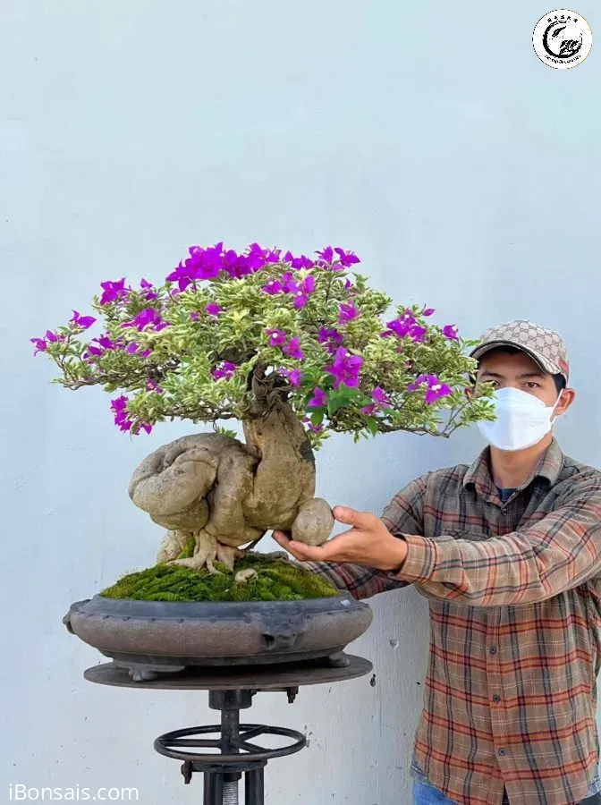 Tác phẩm hoa giấy cẩm thạch bonsai dáng rủ mang vẻ đẹp kiêu sa và lộng lẫy