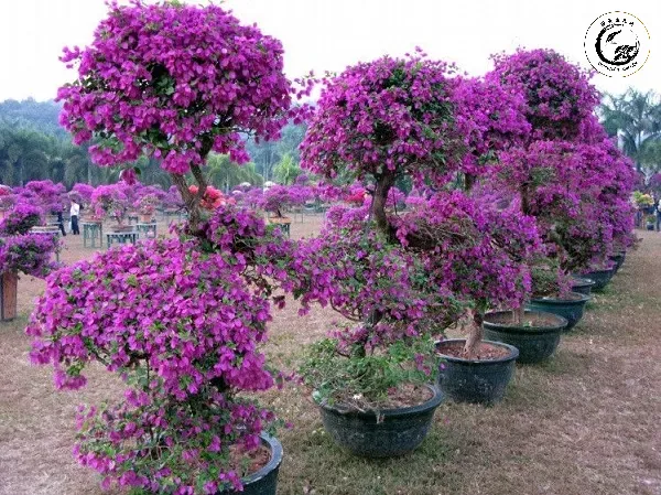 Ánh nắng mặt trời đầy đủ là bí quyết để hoa giấy có màu sắc rực rỡ nhất