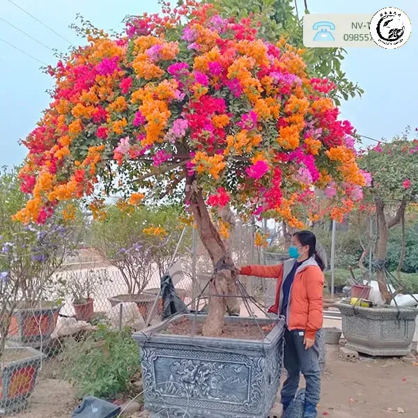Gốc hoa giấy cổ thụ tạo nền tảng vững chắc cho các cành ghép ngũ sắc phát triển