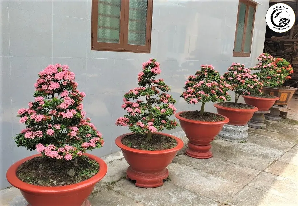 Mẫu đơn ta hoa to trồng chậu cạn mang lại vẻ đẹp quyền quý và sang trọng cho không gian