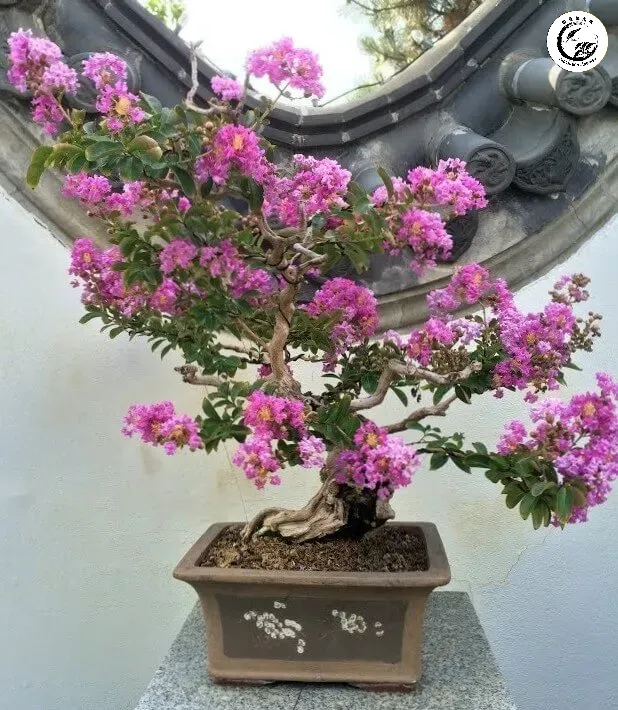 hoa-tuong-vi-bonsai-14 Vẻ đẹp kiêu sa và mềm mại của cây Tường Vi bonsai dáng rủ