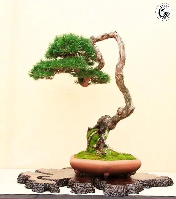Kỹ thuật uốn dây và cắt tỉa tỉ mỉ để tạo nên dáng vẻ phong trần cho cây