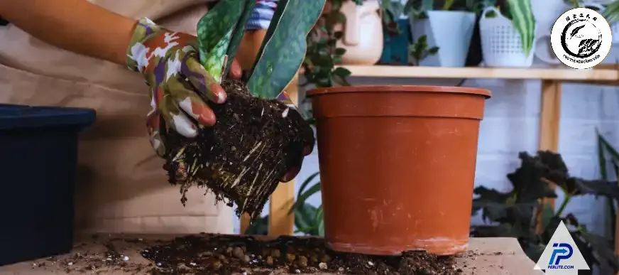 how-to-use-perlite-in-succulent-container-perlite Đá Perlite tạo ra các khe hở giúp nước thoát nhanh bảo vệ bộ rễ khỏi tình trạng thối nhũn