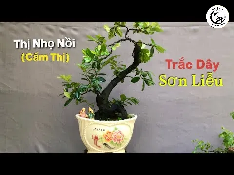 Tác phẩm cây thị nhọ nồi da đen bonsai hiếm với dáng đứng uy nghi và lớp vỏ đen bóng đặc trưng
