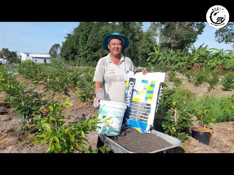 Bón phân đúng liều lượng và đúng thời điểm là chìa khóa để nụ mai dảo Thủ Đức phát triển to và khỏe