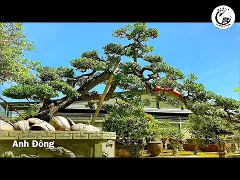hqdefault-12 Phôi hải châu lá rí miền Trung với vẻ đẹp nguyên sơ và gân guốc