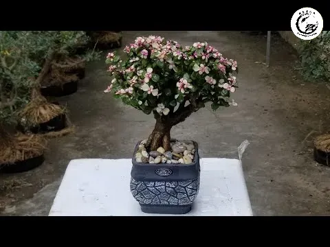 Ngọc Bích bonsai giúp giảm bức xạ từ thiết bị điện tử và thanh lọc không khí