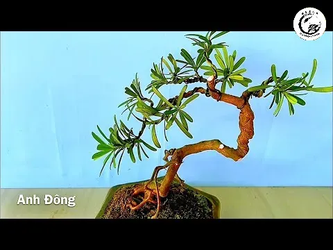 hqdefault-4 Quá trình tỉ mỉ uốn nắn từng chi dăm để tạo nên những tầng mây lá tuyệt đẹp