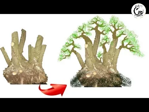 Sắp xếp các cây theo nhóm để tạo nên cấu trúc rừng già tự nhiên
