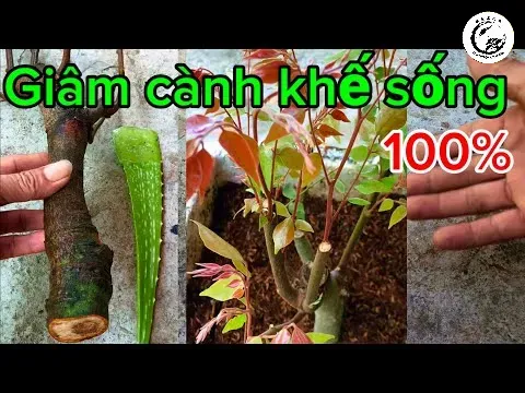 Lựa chọn cành ghép khế ngọt chất lượng là yếu tố then chốt cho sự thành công