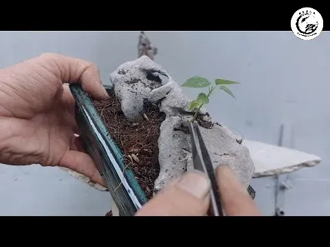 Vẻ đẹp uy nghi và cổ kính của cây lâm vồ bonsai tự nhiên hoang dã