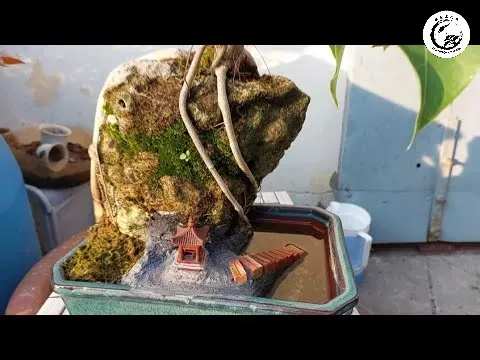 Bộ rễ bám đá kỳ vĩ tạo nên giá trị nghệ thuật cho cây lâm vồ