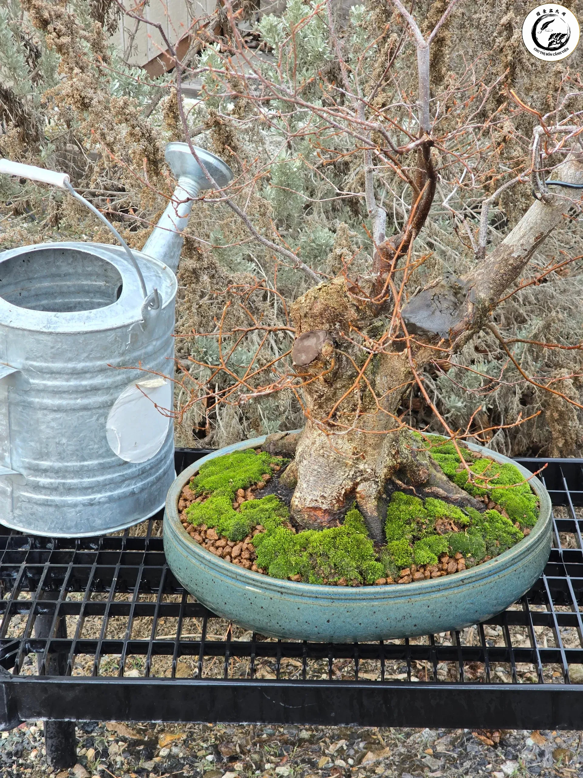 Quy trình rải lớp lót đáy chậu bonsai chuẩn kỹ thuật với các kích cỡ hạt đất khác nhau
