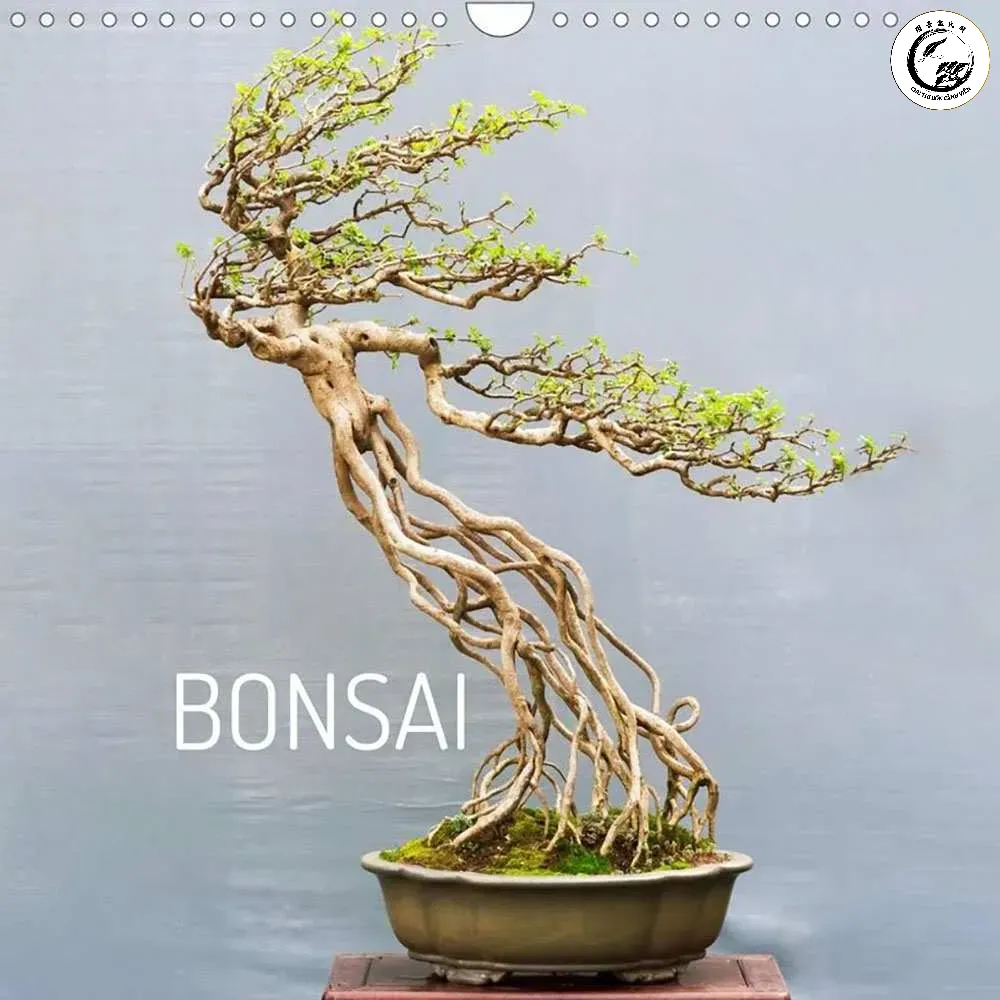 huong-dan-cat-tia-bonsai-va-nhung-the-tao-hinh-bonsai-nghe-thuat-8 Sự phân lớp rõ ràng giữa các tầng cành tạo nên chiều sâu và tính thẩm mỹ cho Bonsai