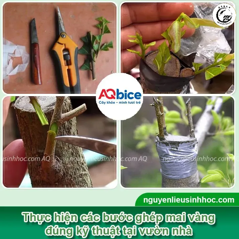 Thao tác tách mắt ghép từ cành giống một cách khéo léo và chuẩn xác là bước then chốt