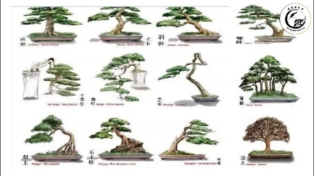 Chẻ dọc giúp giảm áp lực cơ học lên cành già tạo điều kiện cho những đường uốn phức tạp
