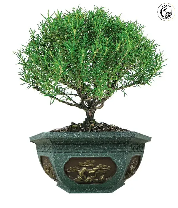 huongthao011 Cây Hương Thảo bonsai xua muỗi tự nhiên là sự kết hợp hoàn hảo giữa vẻ đẹp nghệ thuật và công năng bảo vệ sức khỏe gia đình