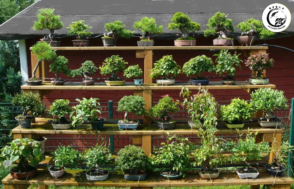 Hệ thống tưới nhỏ giọt hiện đại giúp bảo vệ vườn bonsai khi gia chủ vắng nhà