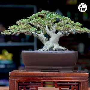 Nghệ thuật bonsai shito tinh tế được tôn vinh trong chậu gốm lọt lòng 10cm