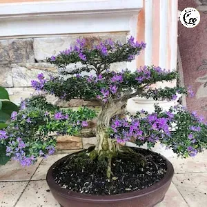 Tác phẩm bonsai linh sam mini khoe sắc trong chậu oval tử sa cao cấp tạo nên vẻ đẹp hài hòa