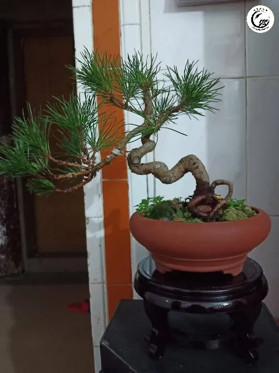 Chậu bonsai gốm tử sa đất đỏ Nghi Hưng nâng tầm vẻ đẹp đẳng cấp cho tác phẩm nghệ thuật