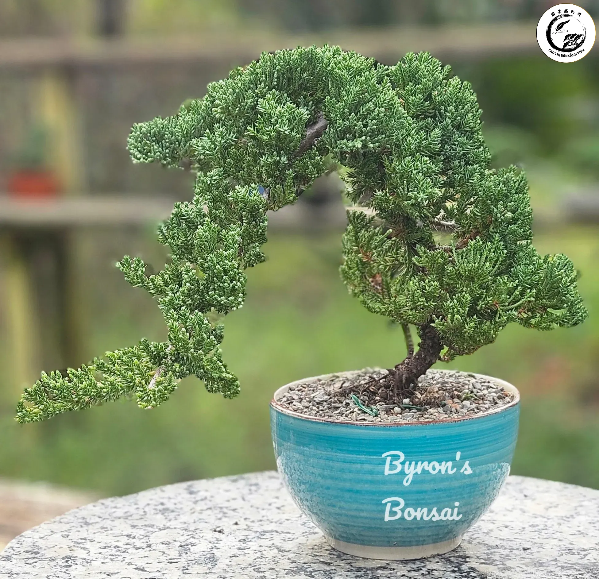 Mỗi chậu bonsai mini là một tác phẩm nghệ thuật mang lại sự bình yên cho tâm hồn