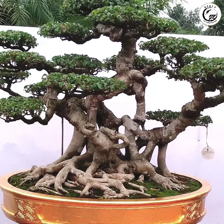 Bộ rễ bệ dẹt Nebari là yếu tố cốt lõi tạo nên vẻ đẹp cổ kính và giá trị cho cây bonsai