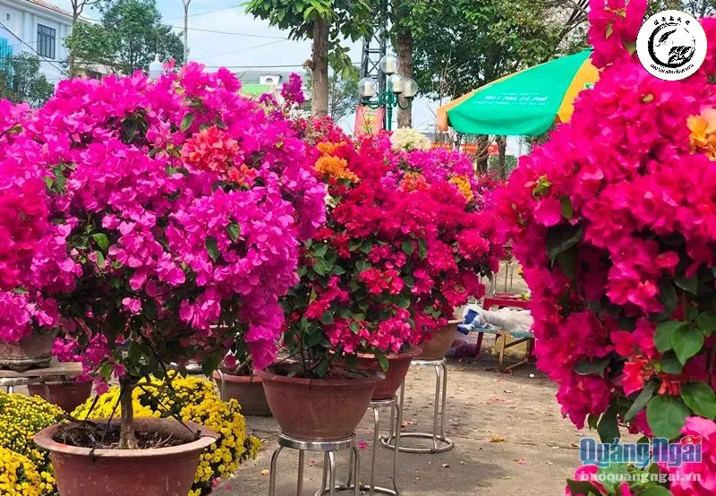 Vẻ đẹp rực rỡ của hoa giấy khi được xử lý kỹ thuật ra hoa đúng dịp Tết Nguyên Đán