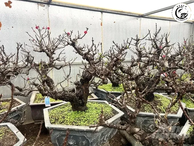 Kỹ thuật chăm sóc tỉ mỉ là bí quyết để Đào Tiến Vua nở hoa đúng dịp Tết