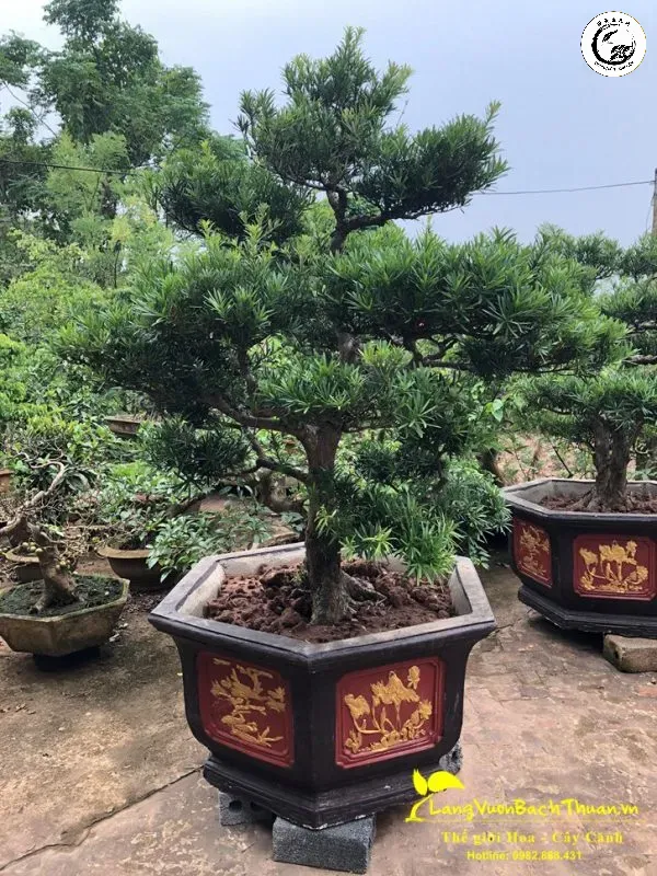 Sự khác biệt rõ rệt về kích thước và mật độ lá sau khi thực hiện kỹ thuật ép lá