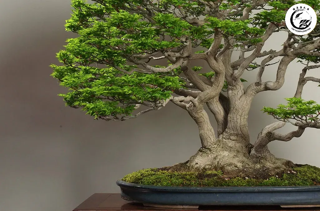 inspiration Tận dụng bã cà phê bón gốc bonsai là giải pháp dinh dưỡng bền vững cho cây cảnh