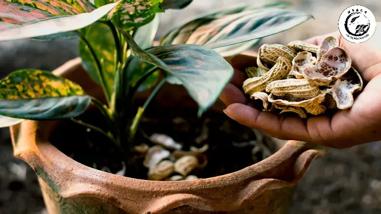 Sử dụng vỏ đậu phộng làm giá thể lót chậu là giải pháp hữu cơ bền vững cho cây cảnh