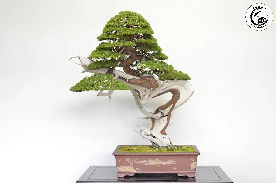 Sự tương phản giữa phần gỗ Jin trắng và vỏ cây sống tạo nên sức hút mãnh liệt