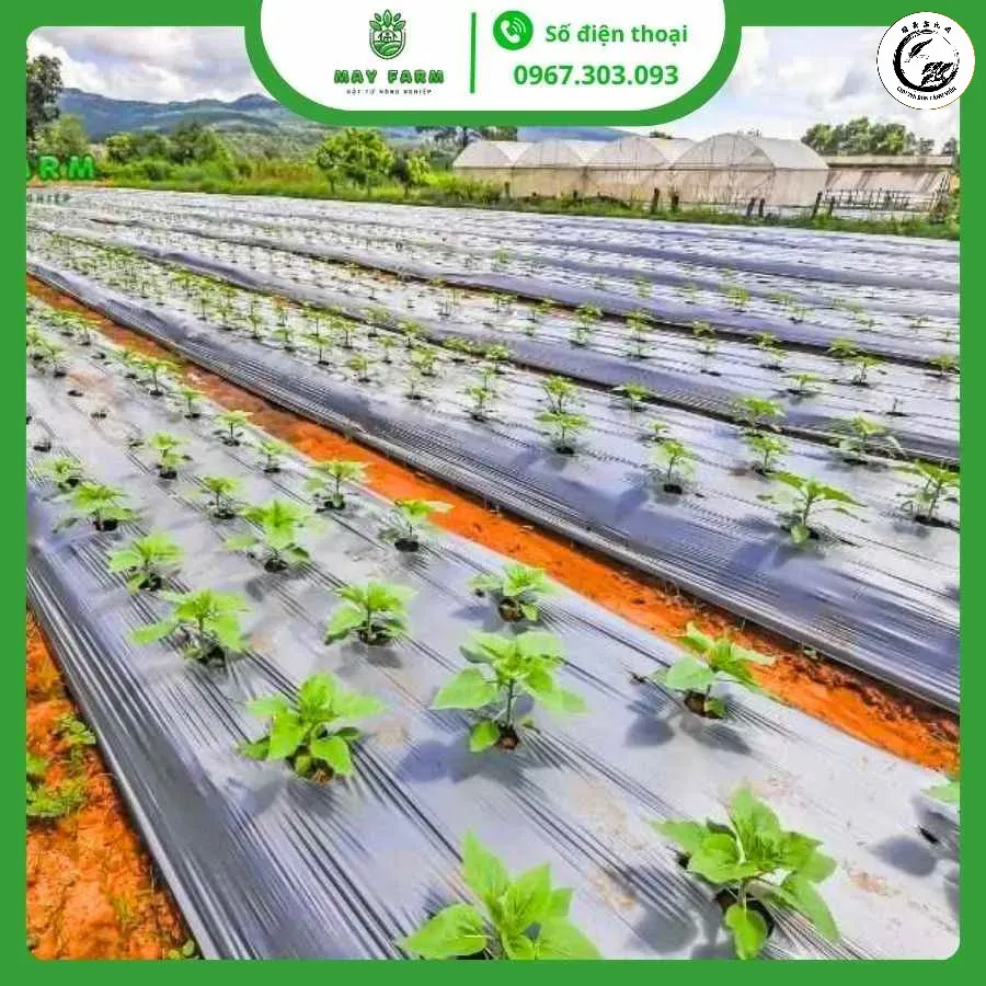 Sự khác biệt giữa bộ rễ được bảo vệ bởi màng phủ và rễ không được che chắn