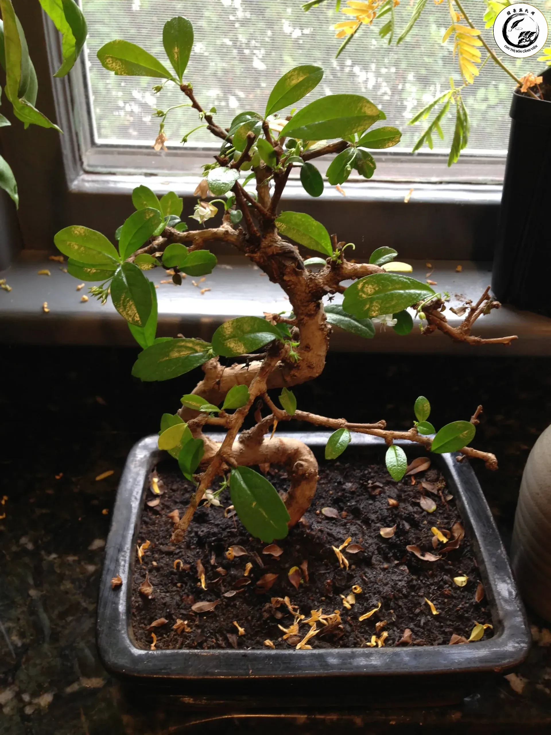 jvnnd-scaled-1 Hiện tượng rụng lá đột ngột ở bonsai khi mùa đông đến gây lo ngại cho nhiều người chơi cây