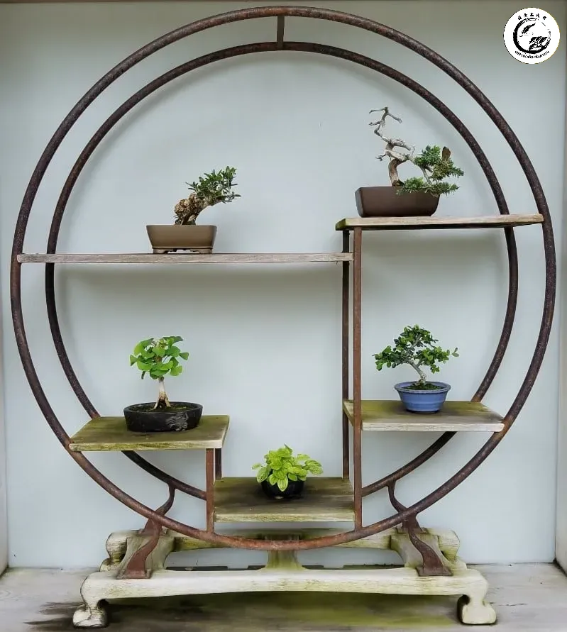 ke-de-cay-bonsai-hinh-chan-ban-nhat-min Sự kết hợp nhiều tác phẩm bonsai mame trên kệ tạo nên một không gian nghệ thuật đa sắc thái