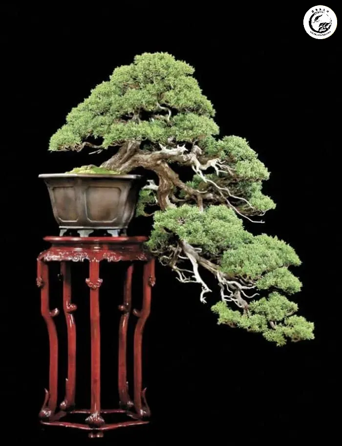 Kỹ thuật đi dây nhôm tỉ mỉ để tạo dáng thác đổ ôm chậu cho cây tùng sà