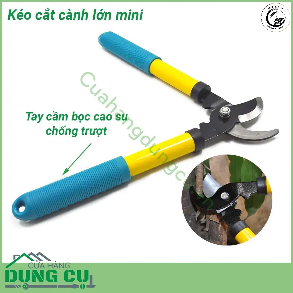 Việc bấm tỉa thường xuyên giúp duy trì form dáng và làm nhỏ lá cho cây Sam Hương mini