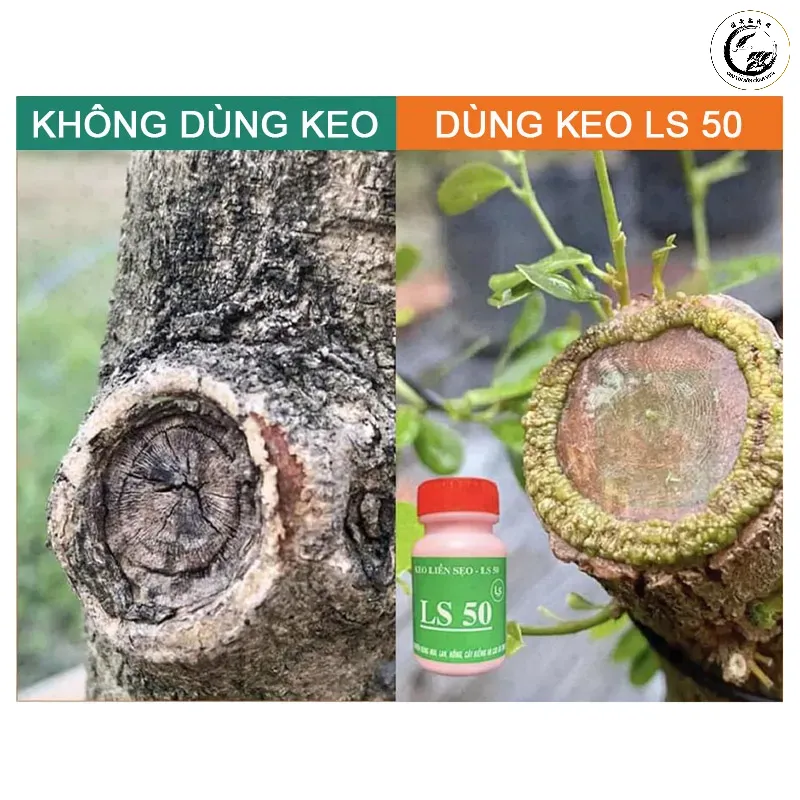 keo-lien-seo-cho-cay-canh-ls-50-thuc-te-3 Cắt tỉa và xử lý vết thương là bước quan trọng để giảm tải áp lực cho phôi đang suy yếu